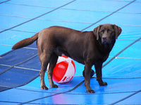 Aquamaster Solid W/ Drain Rectangle In-Ground Swimming Pool Safety Cover